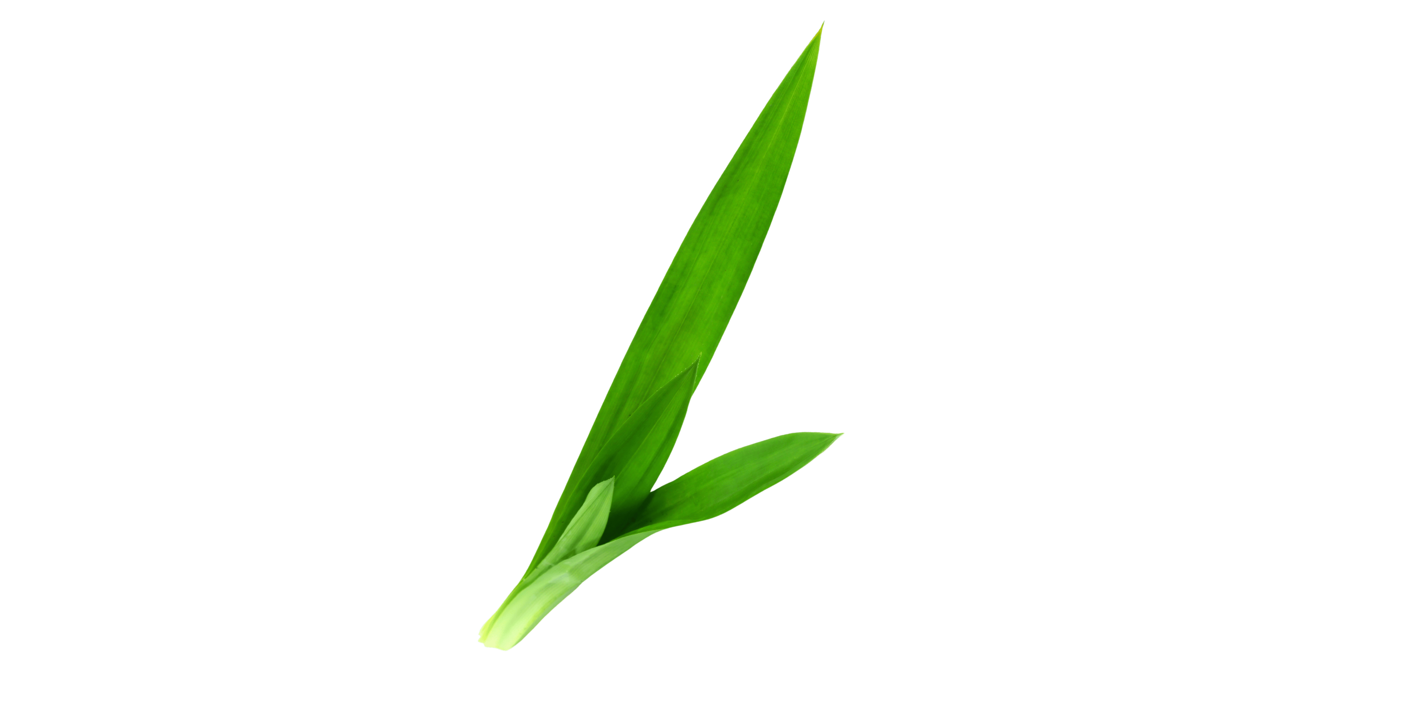 lá dứa 2