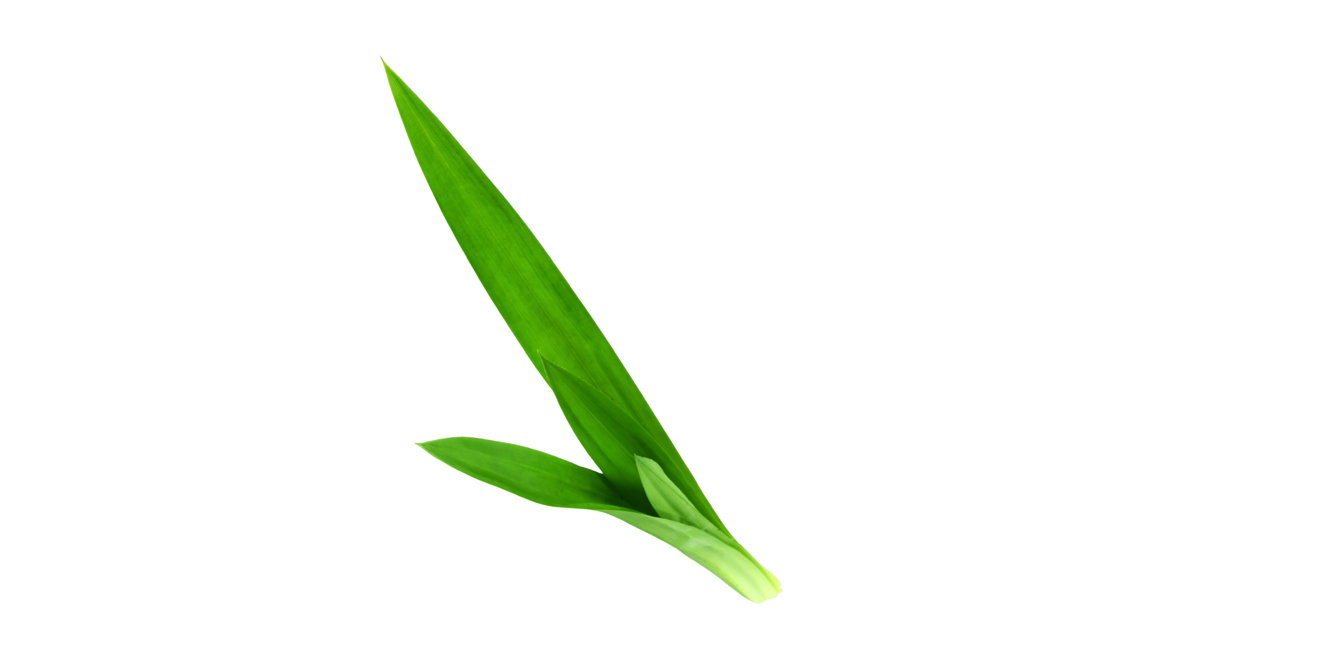lá dứa