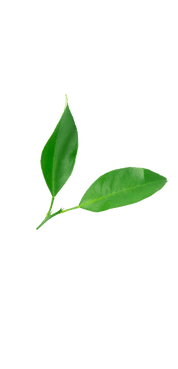 icon ecolime chuẩn (178 x 369 px) (6)