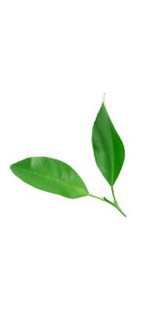 icon ecolime chuẩn (178 x 369 px) (7)