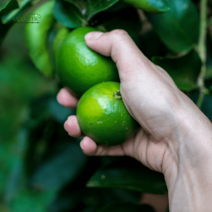 🌿 SỨC MẠNH LÀM SẠCH TỪ NÀNG CHANH & NÀNG DỨA 🍋🍍