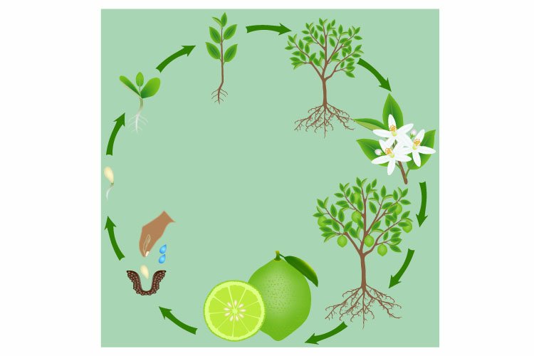 ♻️ Vòng Tuần Hoàn Xanh Của Ecolime